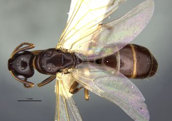 Media type: image;   Entomology 26111 Aspect: habitus dorsal view